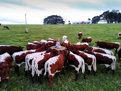 Eine Österreicherin mit Pinzgauer Rindern in Australien