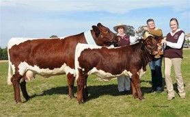 Eine Österreicherin mit Pinzgauer Rindern in Australien