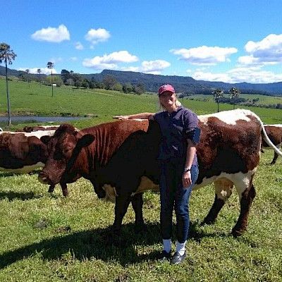 An Austrian with Pinzgauer Cattle in Australia