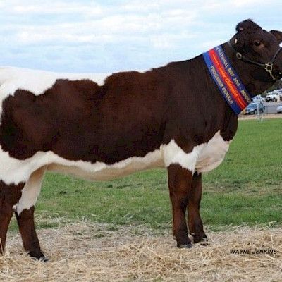 An Austrian with Pinzgauer Cattle in Australia