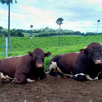 Eine Österreicherin mit Pinzgauer Rindern in Australien