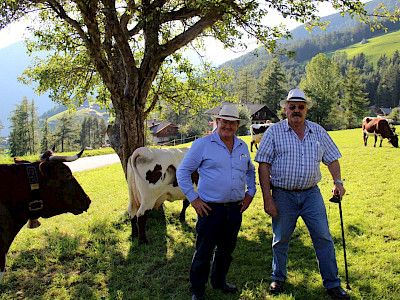 The story of Pinzgauer Cattle in Africa