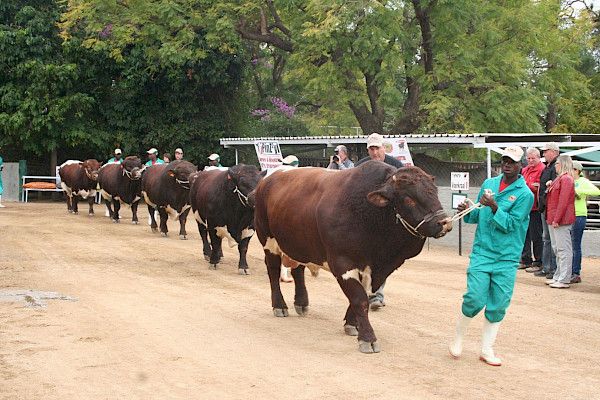 Die Geschichte der Pinzgauer Rinder in Afrika