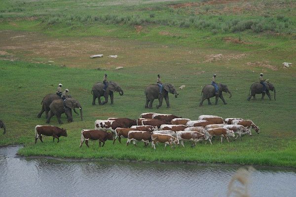 Die Geschichte der Pinzgauer Rinder in Afrika