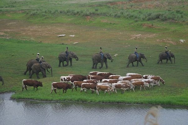 The story of Pinzgauer Cattle in Africa