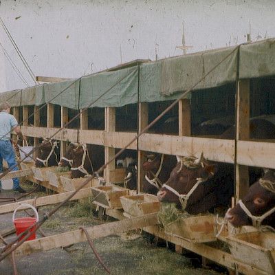 Die Geschichte der Pinzgauer Rinder in Afrika