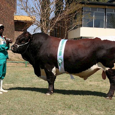 The story of Pinzgauer Cattle in Africa