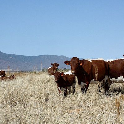 Die Geschichte der Pinzgauer Rinder in Afrika