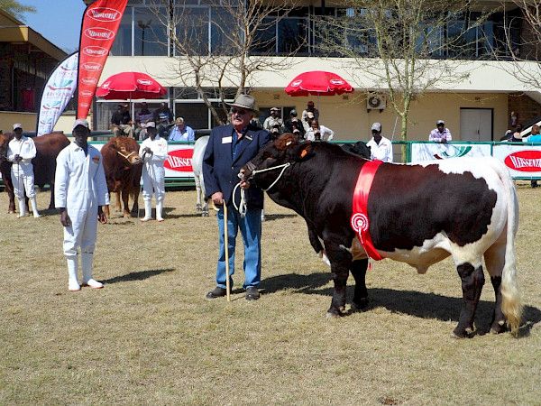 The story of Pinzgauer Cattle in Africa